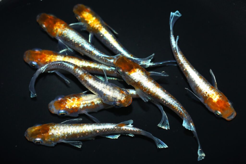 岐阜ペパーミント №12 純金メダカ　金兜 幼魚!! 既に極質純金発色のメス3匹+サービスで♂1　 人気セール，定番人気 岐阜ペパーミント 金兜 フル純金から誕生 画像の
