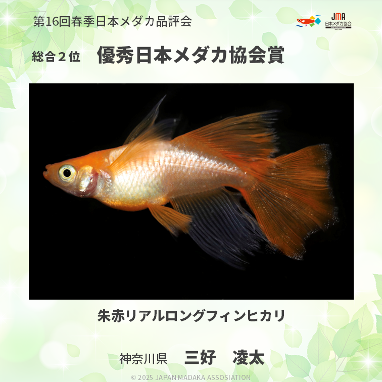 改良メダカを、錦鯉・金魚に次ぐ『日本における、第3の観賞魚文化』に 