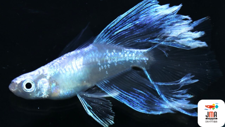改良メダカを、錦鯉・金魚に次ぐ『日本における、第3の観賞魚