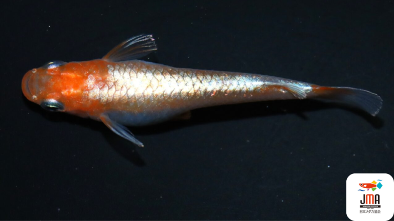 在庫完売しました 新品 災害時の貯水に 錦鯉 金魚 メダカ カメの育成に