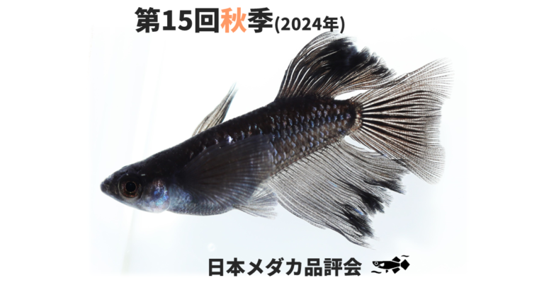 改良メダカを、錦鯉・金魚に次ぐ『日本における、第3の観賞魚文化』に 