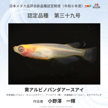 kimera（キメラ）　日本メダカ協会認定新品種　第三十九号