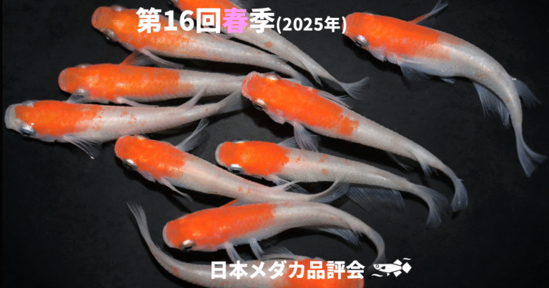 改良メダカを、錦鯉・金魚に次ぐ『日本における、第3の観賞魚文化』に 
