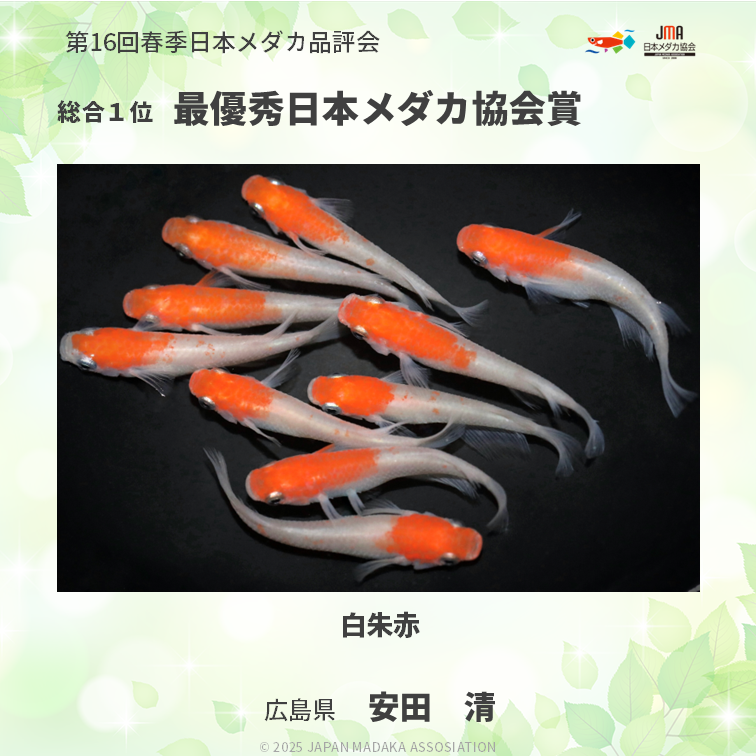 改良メダカを、錦鯉・金魚に次ぐ『日本における、第3の観賞魚文化』に 